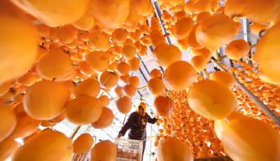 越行漸涼北來風 秋意正濃柿子紅