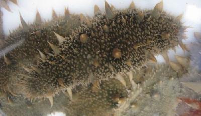 我國(guó)科學(xué)家首次破譯海參基因組圖譜