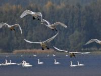黃河濕地陸續迎來越冬大天鵝
