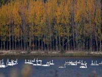 黃河濕地陸續迎來越冬大天鵝