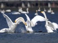 黃河濕地陸續迎來越冬大天鵝