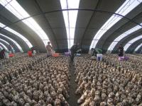 組圖：立冬到 農事忙