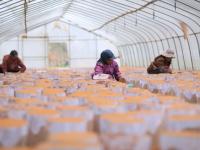 組圖：立冬到 農事忙