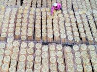 組圖：立冬到 農事忙