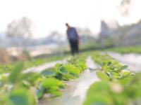 組圖：立冬到 農事忙