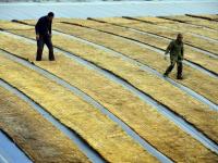 組圖：立冬到 農事忙