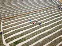 組圖：立冬到 農事忙