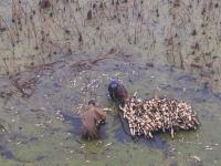 組圖：立冬到 農事忙