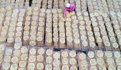 組圖：立冬到 農事忙