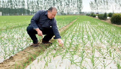  農(nóng)田告別“白色污染” 有望夢(mèng)想成真