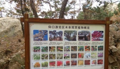 嶗山風(fēng)景區(qū)全面建成植物科普展示工程