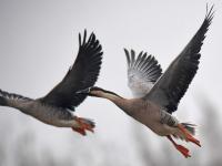 凜冬已至 候鳥南飛