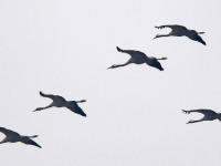 凜冬已至 候鳥南飛