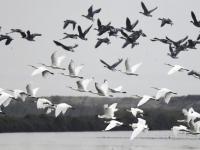 凜冬已至 候鳥南飛