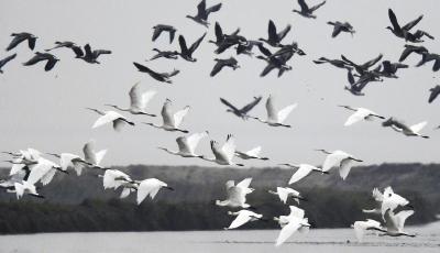 凜冬已至 候鳥南飛