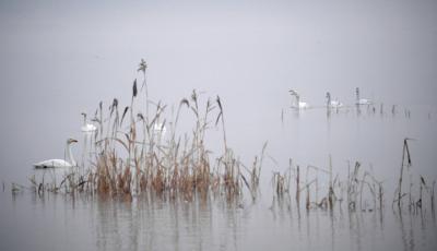 優(yōu)雅精靈嬉戲舞 黃河水面“天鵝湖”