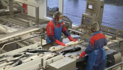 記者調查：三文魚能“擴編”嗎