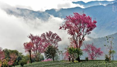云南南澗：冬日櫻花醉游人