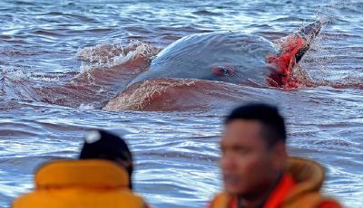 【謠言粉碎機】三亞大東海有鯊魚咬傷游客系謠言 實則一條鯨魚受傷了