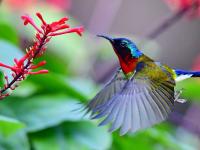 冬天在別處：紅苞花競相綻放 太陽鳥采蜜繁忙