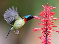 冬天在別處：紅苞花競相綻放 太陽鳥采蜜繁忙