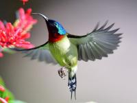 冬天在別處：紅苞花競相綻放 太陽鳥采蜜繁忙