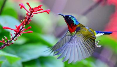 冬天在別處：紅苞花競相綻放 太陽鳥采蜜繁忙