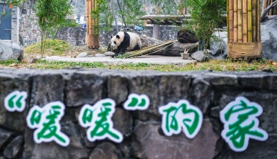 海歸大熊貓“暖暖”結束隔離檢疫與公眾見面