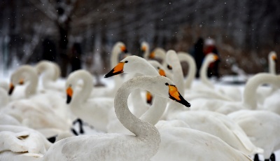 雪中天鵝舞