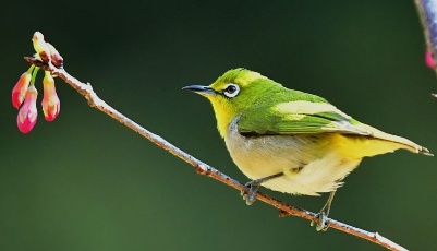 櫻花叢中鳥紛飛 賞花觀鳥最愜意