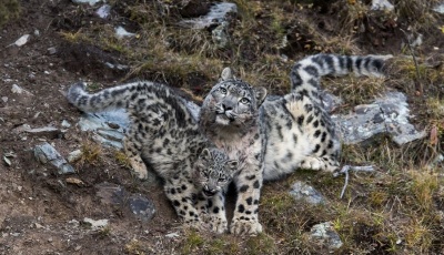 瀾滄江源：全球最佳雪豹自然體驗點