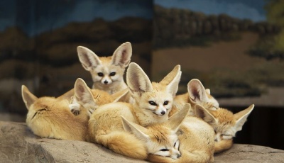 冬日里的動物：毛茸茸們抱團取暖