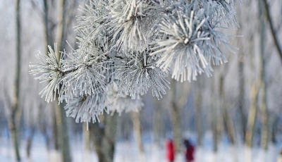 沈陽：玉樹瓊花霧凇美 壯麗山河盡眼中