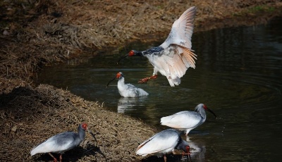 我國朱鹮種群數量增至2600只左右