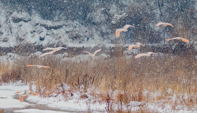 秦嶺以北有朱鹮 縱使越冬也安然