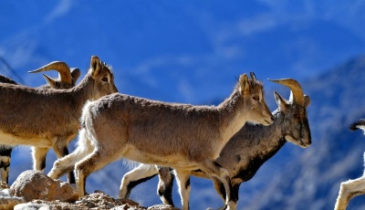 珠峰保護區：野生動物的棲息樂園