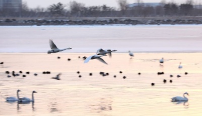 山東榮成：天鵝晨曲