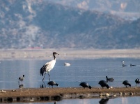 不為俗事累 原上天鵝舞