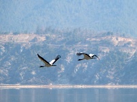 不為俗事累 原上天鵝舞