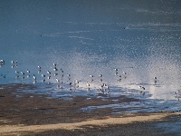 不為俗事累 原上天鵝舞