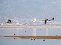 不為俗事累 原上天鵝舞
