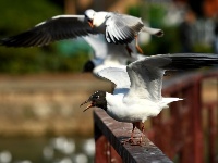 北方春光正好！大批紅嘴鷗將返鄉
