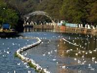 北方春光正好！大批紅嘴鷗將返鄉