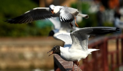 北方春光正好！大批紅嘴鷗將返鄉(xiāng)