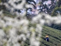 三月春光正好 花開新茶飄香