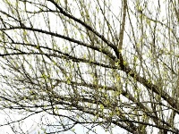 三月春光正好 花開新茶飄香