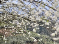 三月春光正好 花開新茶飄香