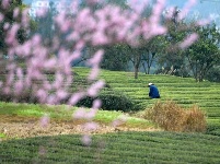 三月春光正好 花開新茶飄香