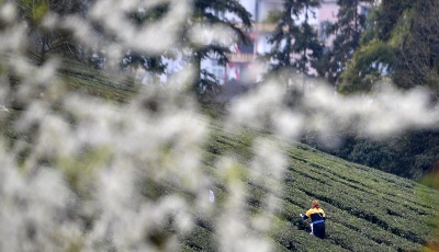 三月春光正好 花開新茶飄香