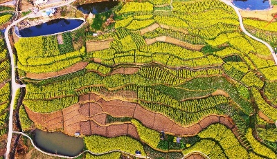 最是一年春好處 油菜花香春意濃